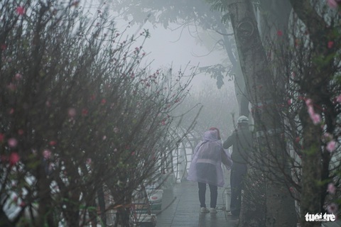 Chùm ảnh sương mù dày đặc, ở Hà Nội mà ngỡ Sa Pa, Đà Lạt- Ảnh 8. Những cành đào bung nở rực rỡ, mờ ảo trong sương - Ảnh: PHẠM TUẤN