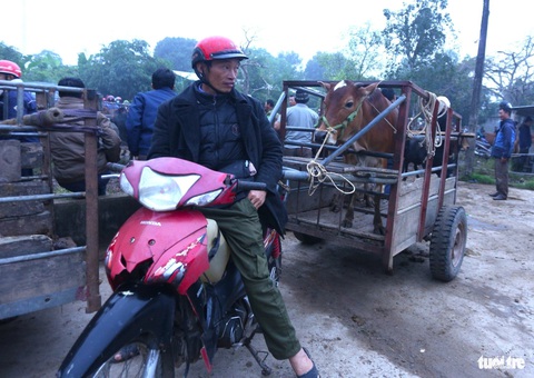 Độc lạ chợ Nhe bán trâu bò chốt giá bằng những cú đập tay- Ảnh 3. Người dân thường sử dụng xe kéo để chở trâu bò đến chợ - Ảnh: LÊ MINH