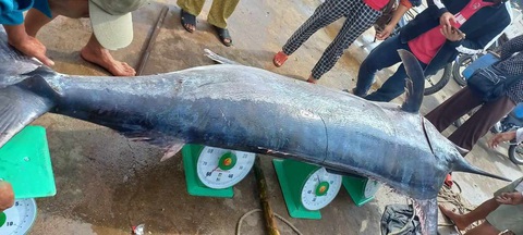 Cá cờ nặng 200kg mắc lưới, ngư dân Quảng Trị bán được 16 triệu đồng- Ảnh 1. Con cá cờ 200kg được ngư dân Quảng Trị đánh bắt và bán cho thương lái với giá 16 triệu đồng - Ảnh: H.L.