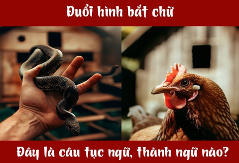 Câu tục ngữ, thành ngữ 'khó nhằn' này là gì? (P48)- Ảnh 3.