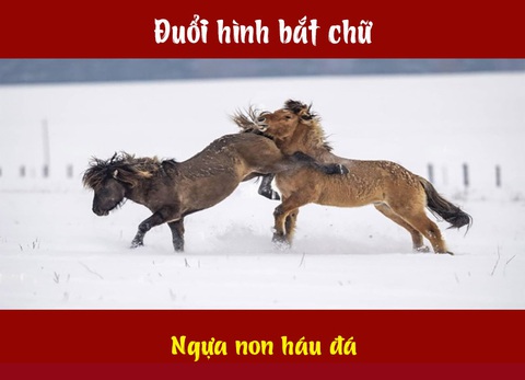 Câu tục ngữ, thành ngữ 'khó nhằn' này là gì? (P54)- Ảnh 4.