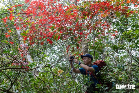 Đẹp mê mẩn đào chuông mùa xuân trên 'nóc nhà' Quảng Trị- Ảnh 6. Thi thoảng, du khách cũng có thể bắt gặp những cây phong hương lá đỏ rực - Ảnh: HOÀNG TÁO