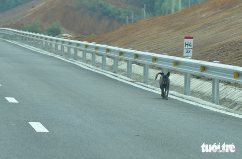 Một con chó đi lạc vào cao tốc Tuyên Quang - Phú Thọ sáng 10-2 - Ảnh: T.T.D. Một chú chó đi lạc lên cao tốc Tuyên Quang - Phú Thọ sáng 10-2