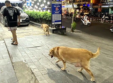 Nhiều chó thả rông trên đường Hoàng Diệu, quận 4 (TP.HCM) - Ảnh: TỰ TRUNG Nhiều chó thả rông trên đường Hoàng Diệu, quận 4 (TP.HCM) - Ảnh: TỰ TRUNG