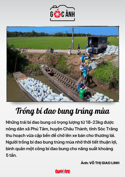 Trồng bí đao bung trúng mùa - Ảnh: VÕ THỊ GIAO LINH Trồng bí đao bung trúng mùa - Ảnh: VÕ THỊ GIAO LINH