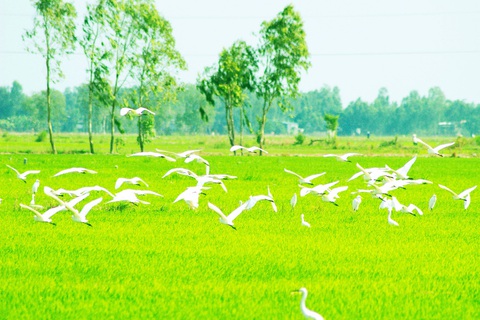 Tết đến Vườn quốc gia Tràm Chim: Khoảnh khắc trên cả tuyệt vời- Ảnh 5. Ngắm từng cánh cò bay trên cánh đồng xanh mát