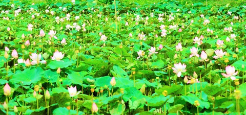Tết đến Vườn quốc gia Tràm Chim: Khoảnh khắc trên cả tuyệt vời- Ảnh 3. Tết đến Vườn quốc gia Tràm Chim: Khoảnh khắc trên cả tuyệt vời- Ảnh 3.