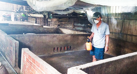 Người nuôi nhỏ lẻ ở Cà Mau cần vắc xin tả heo châu Phi mà không biết mua ở đâu- Ảnh 1. Đa phần người nuôi heo ở Cà Mau đều nuôi rải rác, nhỏ lẻ nên khó tiếp cận vắc xin - Ảnh: THANH HUYỀN