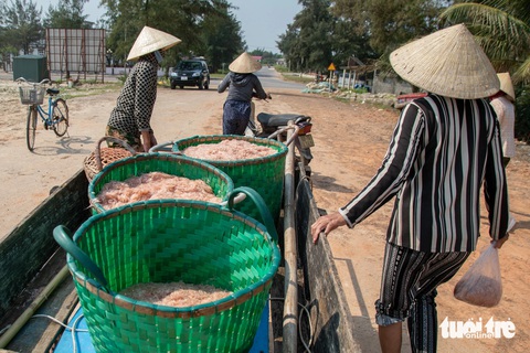 Ngư dân bãi ngang Quảng Trị được mùa ruốc- Ảnh 2. Con ruốc mang lên bờ phơi khô, bán cho thương lái - Ảnh: HOÀNG TÁO