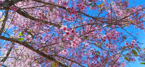 Khoảnh khắc Tết của tôi: Du xuân trên đèo Ngoạn Mục- Ảnh 3. Mai anh đào bừng nở - Ảnh: HOÀNG NGỌC THANH