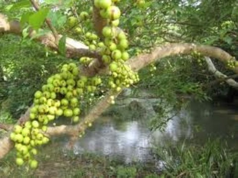 Tác dụng chữa nhiều bệnh bất ngờ của quả sung- Ảnh 2. Có thể dùng trái sung để chữa nhiều bệnh