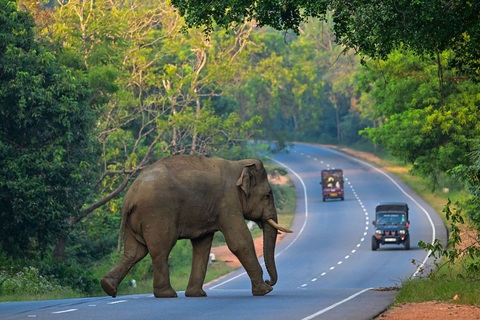 Một con voi hoang dã đang băng qua đường ở thành phố Habarana, Sri Lanka hôm 20-2 vừa qua. Quốc gia Nam Á này được đánh giá là một trong những nơi có môi trường sống tốt nhất với động vật hoang dã - Ảnh: AFP Một con voi hoang dã đang băng qua đường ở thành phố Habarana, Sri Lanka hôm 20-2 vừa qua. Quốc gia Nam Á này được đánh giá là một trong những nơi có môi trường sống tốt nhất với động vật hoang dã - Ảnh: AFP