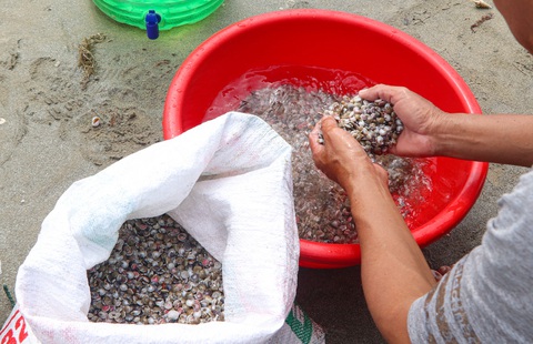 Đà Nẵng vào mùa ốc lể- Ảnh 2. Ốc lể được lắng sạch cát trước khi nhập cho lái buôn
