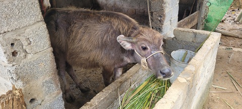 Trưởng thôn nhận trâu bò dự án vì là 'hộ nghèo', giờ xin trả lại- Ảnh 1. Con trâu nằm trong dự án hỗ trợ của Nhà nước mà gia đình ông Đinh Xuân Tính nhận nuôi từ tháng 12-2023 - Ảnh: HÀ ĐỒNG
