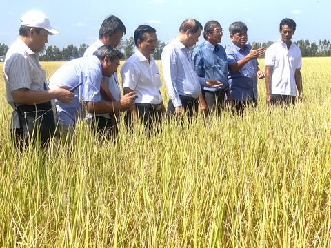 Giảm phát thải mới nâng được giá trị hạt gạo Việt- Ảnh 1. Đoàn của Bộ Nông nghiệp và Phát triển nông thôn tham quan cánh đồng lúa ST25 tại Sóc Trăng - Ảnh: KHẮC TÂM
