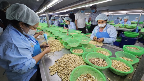 Chế biến điều nhân để xuất khẩu tại một công ty ở Ninh Thuận. Ảnh: N.TRÍ Chế biến điều nhân để xuất khẩu tại một công ty ở Ninh Thuận - Ảnh: N.TRÍ