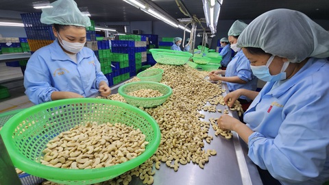 Ngành điều đau đầu với tình trạng 'tranh mua - tranh bán'- Ảnh 1. Chế biến hạt điều để phục vụ cho xuất khẩu tại một công ty ở Khánh Hòa - Ảnh: N.TRÍ