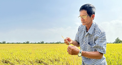 Rầy phấn trắng đe dọa xuất khẩu gạo Việt- Ảnh 1. Nhiều diện tích lúa có thể giảm 50% sản lượng nếu bị rầy phấn trắng tấn công với mật độ dày, bị phát hiện trễ - Ảnh: ĐẶNG TUYẾT