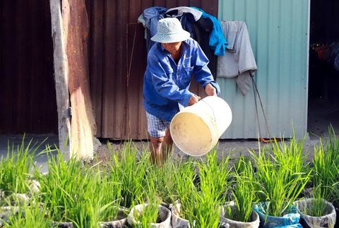 Ba đời làm nông dân giữa thành phố- Ảnh 4. Ông Kim thử trồng lúa kiểng để bán dịp Tết - Ảnh: NHƯ VIỆT