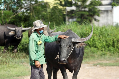 Ba đời làm nông dân giữa thành phố- Ảnh 2. Ông Kim lùa đàn trâu xuống kênh để con trai dắt đi ăn