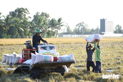 Vì sao giá lúa đông xuân giảm mạnh hơn 2.000 đồng/kg?- Ảnh 3. Vụ lúa đông xuân là vụ có sản lượng lớn nhất trong năm của người dân trồng lúa ở ĐBSCL - Ảnh: MINH KHANG