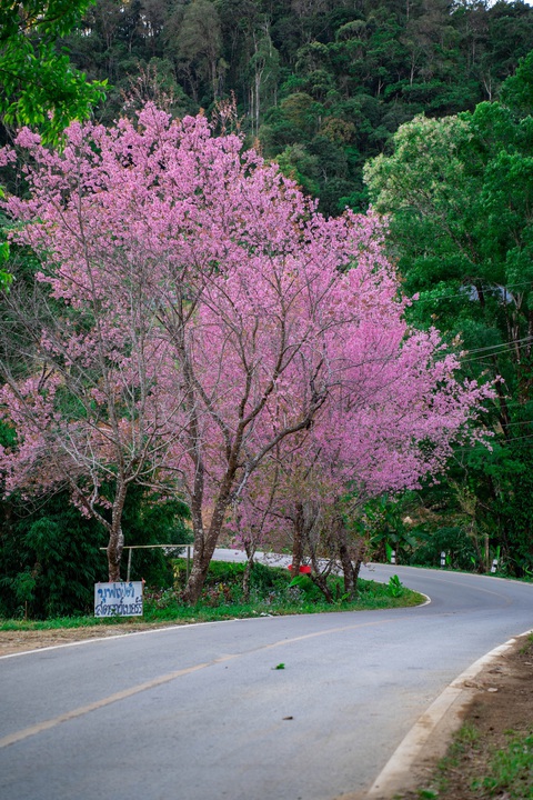 Hoa anh đào ở Chiangmai - Ảnh: TRỊNH TRÚC QUỲNH Hoa anh đào ở Chiang Mai - Ảnh: TRỊNH TRÚC QUỲNH