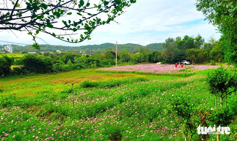 Cánh đồng hoa, cỏ hồng rộng hàng trăm mét vuông ở danh thắng quốc gia đặc biệt Gành Đá Dĩa (huyện Tuy An) được đơn vị quản lý chuẩn bị để du khách check-in - Ảnh: NGUYỄN HOÀNG Cánh đồng hoa, cỏ hồng rộng hàng trăm mét vuông ở danh thắng quốc gia đặc biệt Gành Đá Đĩa (huyện Tuy An) được đơn vị quản lý chuẩn bị để du khách check-in - Ảnh: NGUYỄN HOÀNG