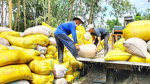Đơn hàng gạo xuất sang Indonesia giúp giữ ổn giá lúa- Ảnh 1. Nông dân ĐBSCL đang bước vào thu hoạch lúa đông xuân 2023-2024 - Ảnh: BỬU ĐẤU