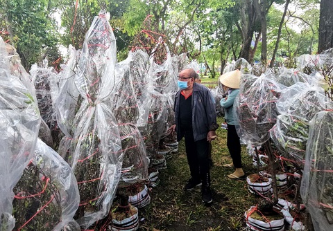 Người bán hoa Tết chủ động giảm giá, người mua 'chốt đơn' ngay- Ảnh 1. Giá đào Bắc được nhiều nhà vườn khẳng định đang mềm hơn năm ngoái. Trong ảnh: khách tìm mua đào ở công viên Lê Văn Tám (TP.HCM) - Ảnh: N.TRÍ