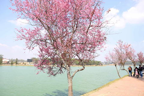 Khoảnh khắc Tết của tôi: Đà Lạt một nhớ hai thương, ba chẳng muốn rời- Ảnh 2. Mai anh đào khoe sắc bên hồ Xuân Hương - Ảnh: GIA TIẾN