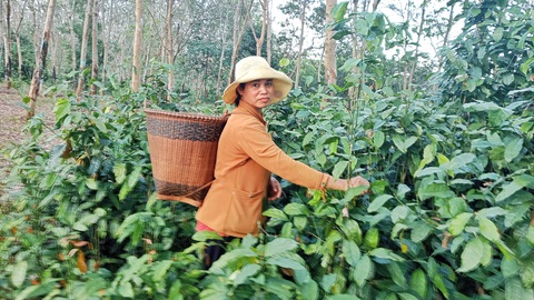 Tìm món hương đồng gió nội cho ngày Tết - Kỳ 2: Lạ miệng món núi rừng trên mâm tiệc phố- Ảnh 1. Chị Điểu Thị Lai có lượng người đặt hàng lá nhíp tăng mạnh vào dịp cận Tết Nguyên đán - Ảnh: NVCC