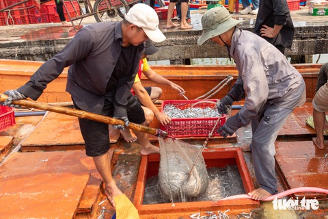 Cận Tết, ngư dân trúng trăm tấn cá, quay ngay ra biển đánh bắt tiếp- Ảnh 1. Cá cơm đầy ắp khoang thuyền của nhiều ngư dân Gio Việt dịp sát Tết cổ truyền - Ảnh: HOÀNG TÁO