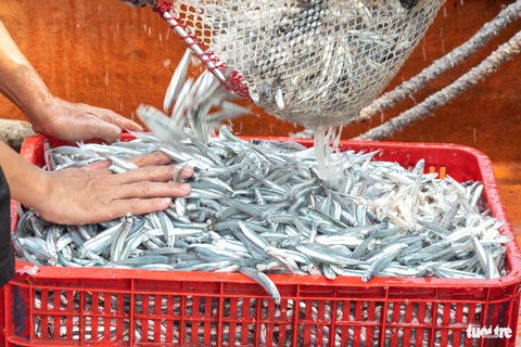 Cận Tết, ngư dân trúng trăm tấn cá, quay ngay ra biển đánh bắt tiếp- Ảnh 2. Những mẻ cá cơm tươi rói vớt từ khoang thuyền lên - Ảnh: HOÀNG TÁO