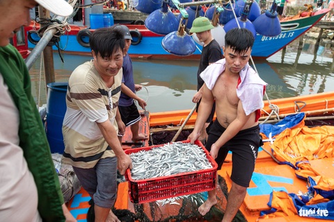 Cận Tết, ngư dân trúng trăm tấn cá, quay ngay ra biển đánh bắt tiếp- Ảnh 7. Ngư dân hớn hở vì được cá cơm - Ảnh: HOÀNG TÁO
