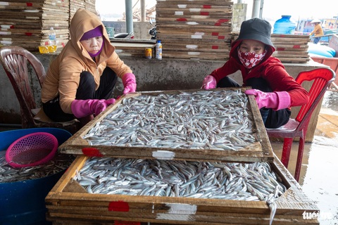 Cận Tết, ngư dân trúng trăm tấn cá, quay ngay ra biển đánh bắt tiếp- Ảnh 8. Các lò hấp cá thu mua 12.000 đồng/kg, giúp chủ tàu thu về hàng chục triệu đồng sau một chuyến biển - Ảnh: HOÀNG TÁO