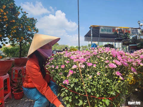 Giá hoa Tết giảm nhưng sức mua cũng... giảm theo- Ảnh 3. Chị Định từ Bến Tre sang An Giang mang theo loại cúc mâm xôi tím Hà Lan đang hút hàng - Ảnh: BỬU ĐẤU