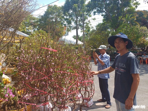 Giá hoa Tết giảm nhưng sức mua cũng... giảm theo- Ảnh 4. 125 gốc hoa đào đã được anh Kía bán gần hết - Ảnh: BỬU ĐẤU
