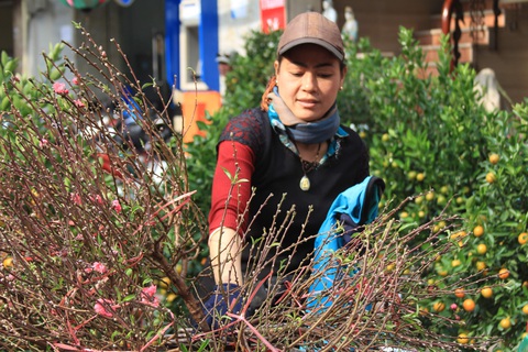 Thưởng thức Tết đậm vị như người dân Hà thành- Ảnh 6. Quất, đào được bày bán khắp nơi, nhìn đâu cũng thấy Tết