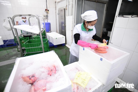 Chuyện bếp núc ở nhà kho các siêu thị dịp Tết- Ảnh 2. Phân loại các loại thủy hải sản giao cho cho hệ thống Co.op Food - Ảnh: QUANG ĐỊNH
