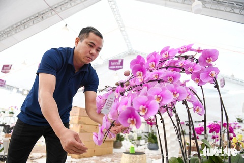 Thợ cắm hoa lan thu nhập hàng chục triệu đồng mùa Tết - Ảnh: NAM TRẦN Thợ cắm hoa lan thu nhập hàng chục triệu đồng mùa Tết - Ảnh: NAM TRẦN