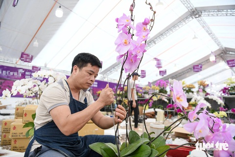 Năm đầu tiên đi cắm hoa lan Tết anh Hướng dự kiến được nhận 25 triệu đồng tiền công - Ảnh: NAM TRẦN Năm đầu tiên đi cắm hoa lan Tết, anh Hướng dự kiến được nhận 25 triệu đồng tiền công - Ảnh: NAM TRẦN