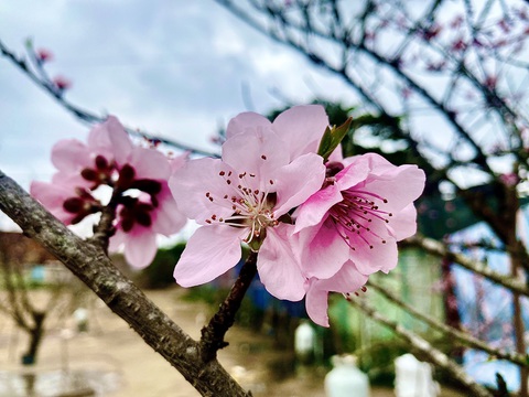 Không khí lạnh về, miền Bắc mưa rét trước Tết, mùng 1 nắng đẹp- Ảnh 1. Không khí lạnh tràn về, miền Bắc mưa rét trước Tết Nguyên đán, mùng 1 Tết nắng đẹp - Ảnh: C.TUỆ