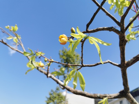 Vẫn còn tình trạng chặt mai rừng về bán cho 'đại gia' chưng Tết- Ảnh 3. Giá một cành mai rừng đẹp có nhiều lộc, nhiều hoa không dưới 4 triệu đồng - Ảnh: VŨ TUẤN