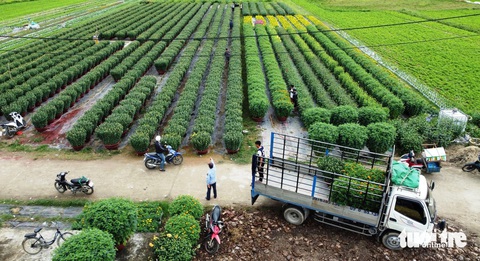 Vựa hoa Tết nức tiếng nở trên vùng đất cằn cỗi- Ảnh 5. Xe tải đậu bên cánh đồng hoa để chờ chở những chậu hoa phục vụ Tết - Ảnh: ĐOÀN CƯỜNG