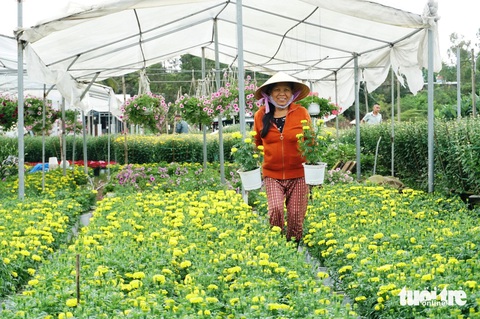 Vựa hoa Tết nức tiếng nở trên vùng đất cằn cỗi- Ảnh 6. Niềm vui của người trồng hoa trên vùng đất cằn cỗi - Ảnh: ĐOÀN CƯỜNG