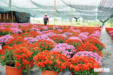 Vựa hoa Tết nức tiếng nở trên vùng đất cằn cỗi- Ảnh 7. Nghề trồng hoa Tết đã góp phần làm thay đổi cuộc sống của người dân địa phương - Ảnh: ĐOÀN CƯỜNG