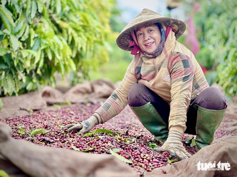Nhân viên viện WASI tiến hành thua hoạch giống cà phê - Ảnh: THẾ THẾ Nhân viên viện WASI tiến hành thu hoạch giống cà phê - Ảnh: THẾ THẾ