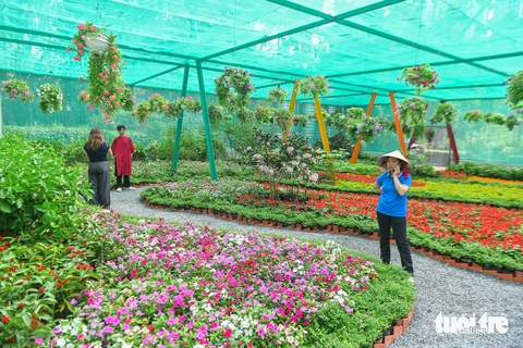 Tết đến Thảo Cầm Viên thử kéo co với hổ, tham quan vườn bướm quý hiếm- Ảnh 1. Sau thời gian cải tạo, sáng 27 Tết, vườn bướm có tổng diện tích gần 500m2 với gần 1.000 cá thể bướm chính thức mở cửa cho du khách tham quan - Ảnh: PHƯƠNG QUYÊN