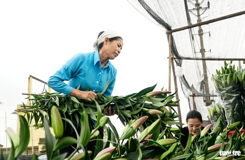 Hoa ly được giá, người dân Tây Tựu cười tươi như hoa- Ảnh 2. Bà Vinh bận rộn cắt hoa, bó hoa cho khách, còn chồng bà tiếp khách buôn, khách lẻ cả ngày - Ảnh: NGUYỄN HIỀN