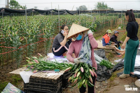 Nhiều ruộng hoa ly đã vãn hoa, hoa ly tại vườn được bán với giá 40.000 - 50.000 đồng/cành - Ảnh: NGUYỄN HIỀN Nhiều ruộng hoa ly đã vãn hoa, hoa ly tại vườn được bán với giá 40.000 - 50.000 đồng/cành - Ảnh: NGUYỄN HIỀN